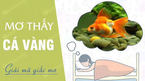 Mơ Thấy Cá Đánh Con Gì? Giải Mã Giấc Mơ Và Lựa Chọn Con Số May Mắn