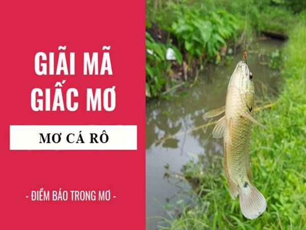 Mơ Thấy Cá Đánh Con Gì? Giải Mã Giấc Mơ Và Lựa Chọn Con Số May Mắn