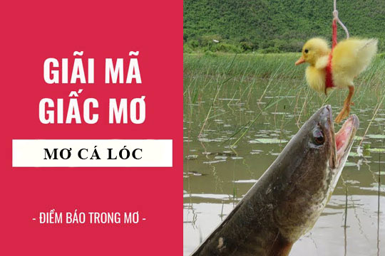 Mơ Thấy Cá Đánh Con Gì? Giải Mã Giấc Mơ Và Lựa Chọn Con Số May Mắn